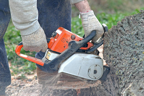 How Our Tree Care Process Works  in  Fort Carson, CO