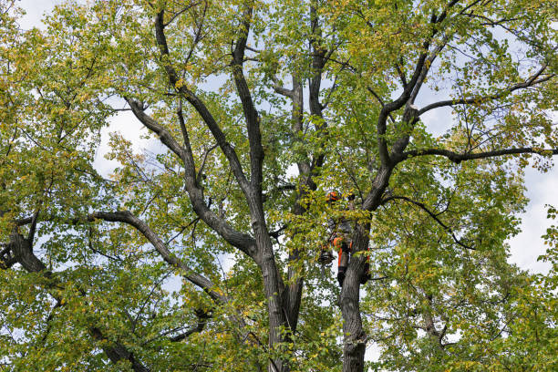 Trusted Fort Carson, CO Tree Removal Services Experts